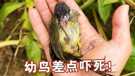 小鸟突然死掉